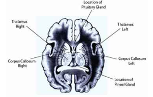 Thalamus, Pineal and Pituitary Glands